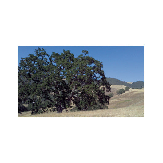 Athenian Oak Coffee Mug  Rachel Jensen Designs