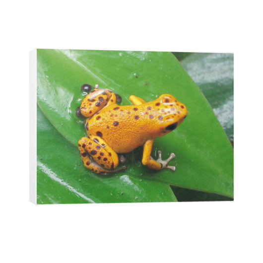 Bastimentos Pumilio Dart Frog with Clutch Horizontal Canvas  Rachel Jensen Designs
