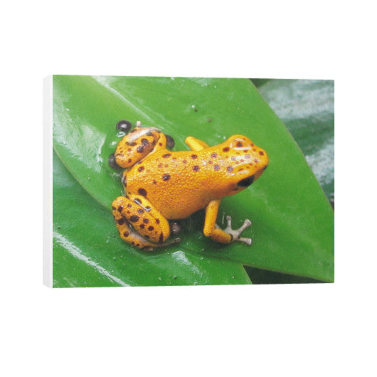 Bastimentos Pumilio Dart Frog with Clutch Horizontal Canvas  Rachel Jensen Designs