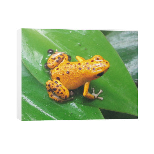 Bastimentos Pumilio Dart Frog with Clutch Horizontal Canvas  Rachel Jensen Designs