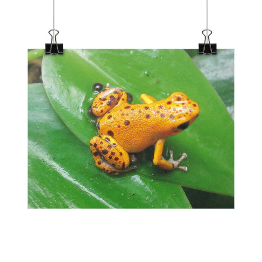Bastimentos Pumilio Dart Frog with Clutch Horizontal Fine Art Prints (Posters)  Rachel Jensen Designs