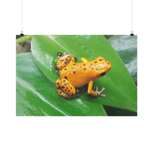 Bastimentos Pumilio Dart Frog with Clutch Horizontal Fine Art Prints (Posters)  Rachel Jensen Designs