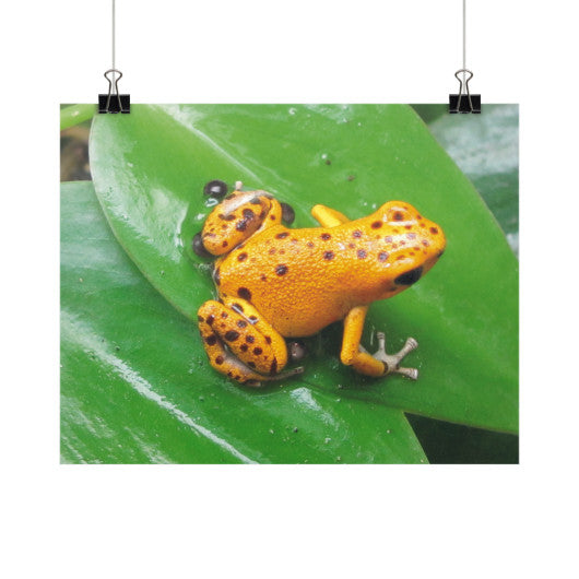 Bastimentos Pumilio Dart Frog with Clutch Horizontal Fine Art Prints (Posters)  Rachel Jensen Designs