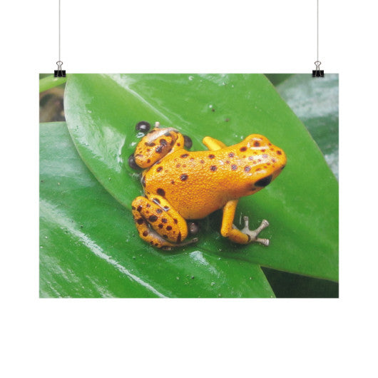 Bastimentos Pumilio Dart Frog with Clutch Horizontal Fine Art Prints (Posters)  Rachel Jensen Designs