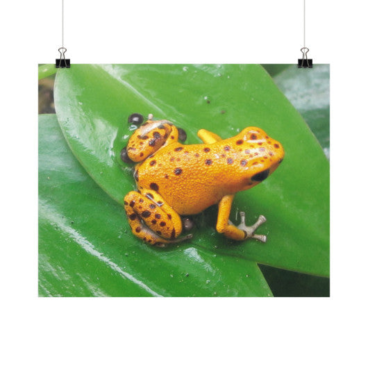 Bastimentos Pumilio Dart Frog with Clutch Horizontal Fine Art Prints (Posters)  Rachel Jensen Designs