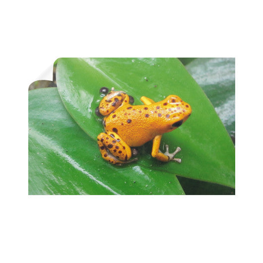 Bastimentos Pumilio Dart Frog with Clutch Horizontal Wall Decals  Rachel Jensen Designs