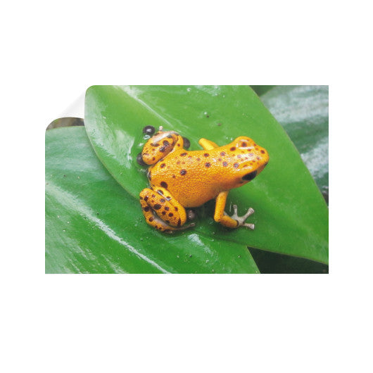Bastimentos Pumilio Dart Frog with Clutch Horizontal Wall Decals  Rachel Jensen Designs