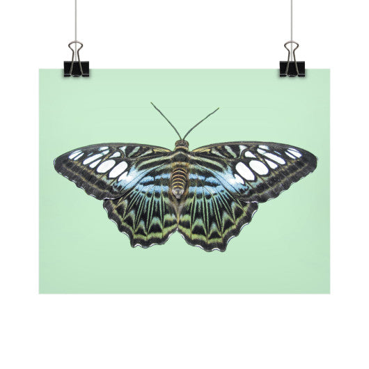 Blue Clipper Butterfly Horizontal Fine Art Prints (Posters)  Rachel Jensen Designs