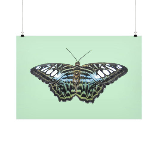 Blue Clipper Butterfly Horizontal Fine Art Prints (Posters)  Rachel Jensen Designs