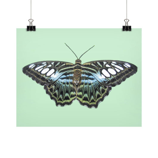 Blue Clipper Butterfly Horizontal Fine Art Prints (Posters)  Rachel Jensen Designs
