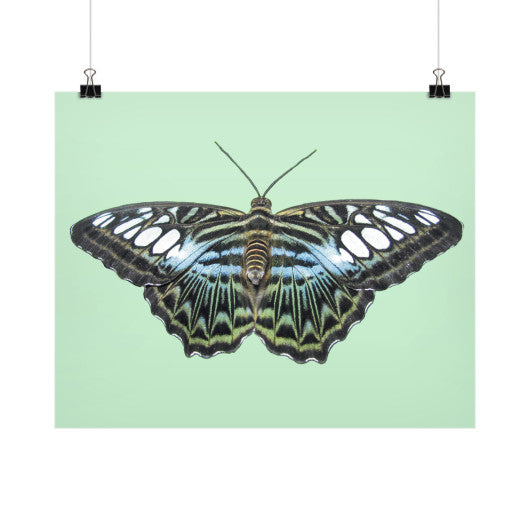 Blue Clipper Butterfly Horizontal Fine Art Prints (Posters)  Rachel Jensen Designs