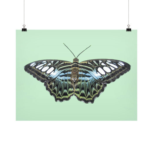 Blue Clipper Butterfly Horizontal Fine Art Prints (Posters)  Rachel Jensen Designs