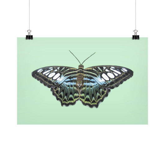 Blue Clipper Butterfly Horizontal Fine Art Prints (Posters)  Rachel Jensen Designs