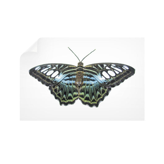 Blue Clipper Butterfly Horizontal Wall Decals  Rachel Jensen Designs