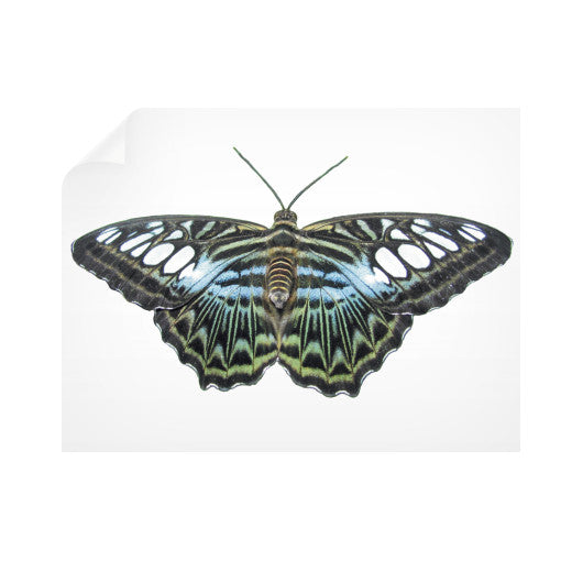 Blue Clipper Butterfly Horizontal Wall Decals  Rachel Jensen Designs