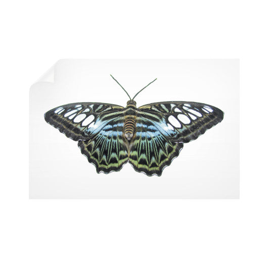 Blue Clipper Butterfly Horizontal Wall Decals  Rachel Jensen Designs