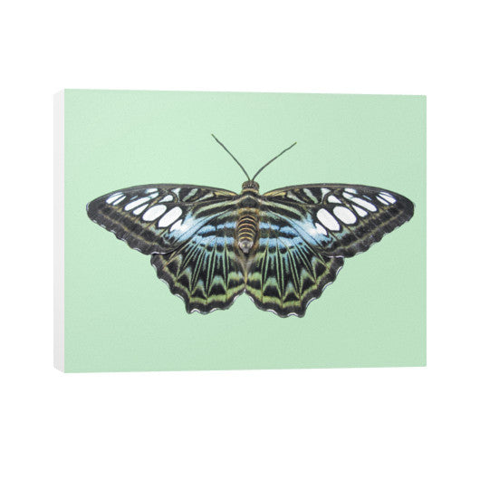 Blue Clipper Horizontal Canvas  Rachel Jensen Designs