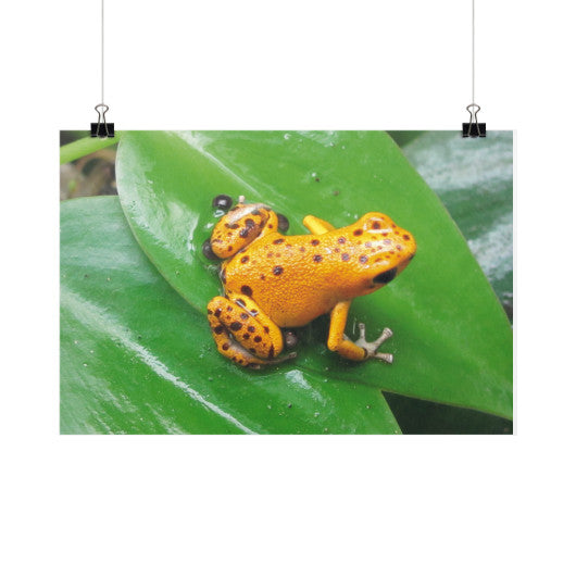Orange Strawberry Dart Frog Horizontal Fine Art Prints (Posters)  Rachel Jensen Designs