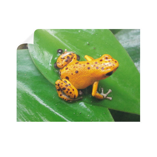 Orange Strawberry Dart Frog Horizontal Wall Decals  Rachel Jensen Designs