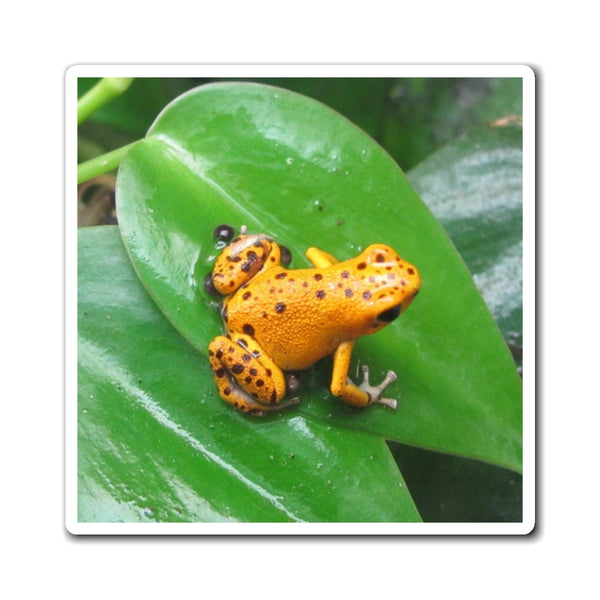 Orange Strawberry Poison Dart Frog Photo Magnet — Bright Tropical Frog Refrigerator Magnet