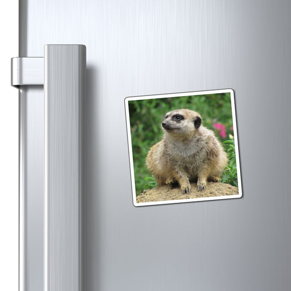 Meerkat Photo Magnet — Cute Wildlife Refrigerator Magnet