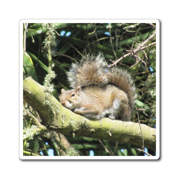 Squirrel Photo Magnet — Cute Sleeping Squirrel Refrigerator Magnet