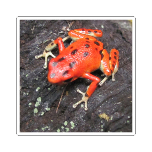 Red Strawberry Poison Dart Frog Square Sticker — Bright Red Amphibian Laptop Decal