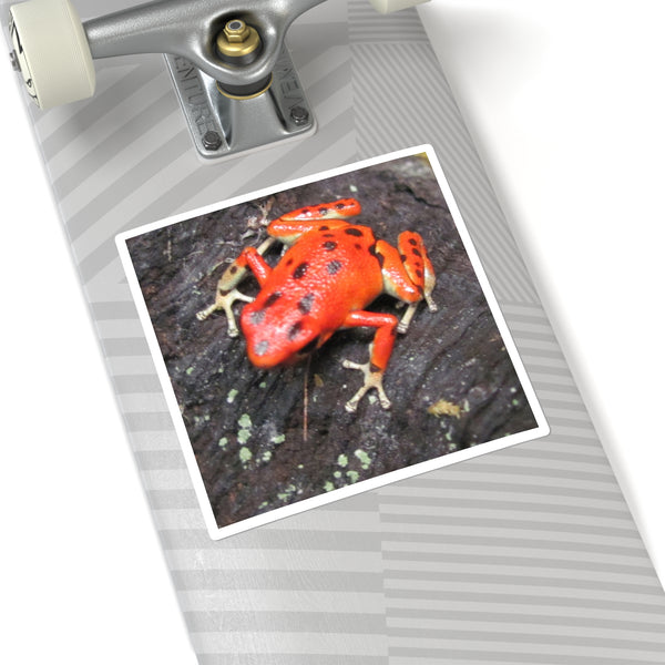 Red Strawberry Poison Dart Frog Square Sticker — Bright Red Amphibian Laptop Decal