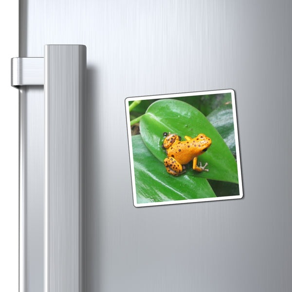 Orange Strawberry Poison Dart Frog Photo Magnet — Bright Tropical Frog Refrigerator Magnet