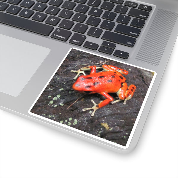 Red Strawberry Poison Dart Frog Square Sticker — Bright Red Amphibian Laptop Decal