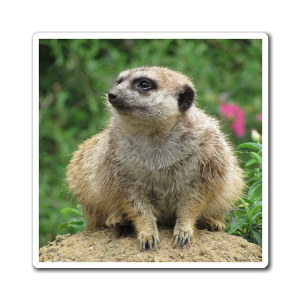 Meerkat Photo Magnet — Cute Wildlife Refrigerator Magnet