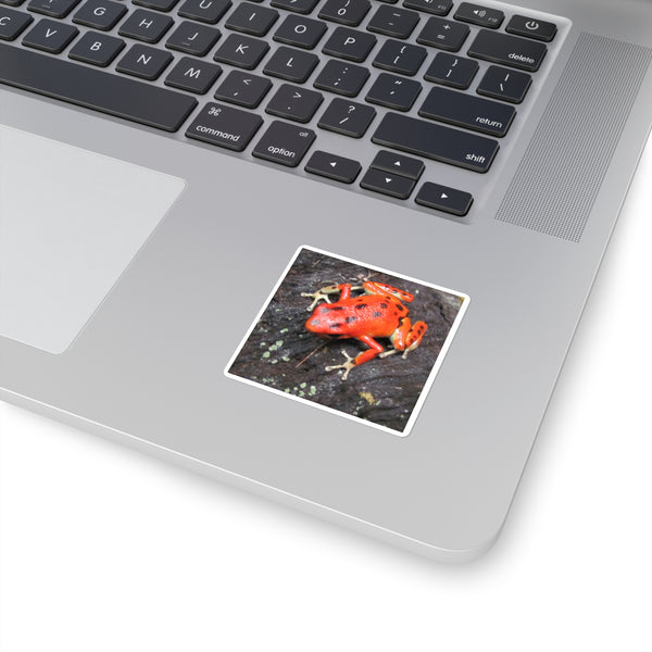 Red Strawberry Poison Dart Frog Square Sticker — Bright Red Amphibian Laptop Decal