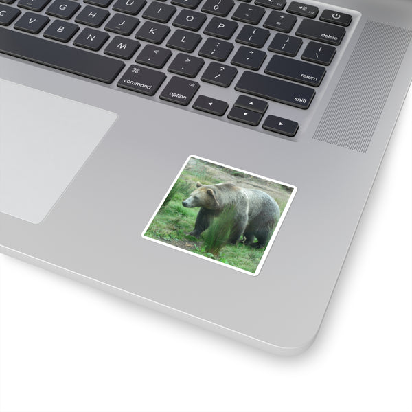 Grizzly Bear Photo Square Sticker — Realistic Grizzly Laptop Decal