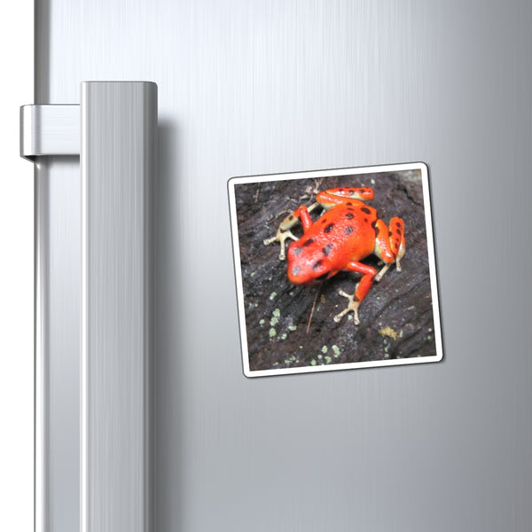 Red Strawberry Poison Dart Frog Photo Magnet — Vibrant Red Tropical Amphibian Refrigerator Decor