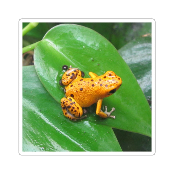 Orange Strawberry Poison Dart Frog Square Sticker — Bright Tropical Wildlife Decal for Laptops, Water Bottles & Journals