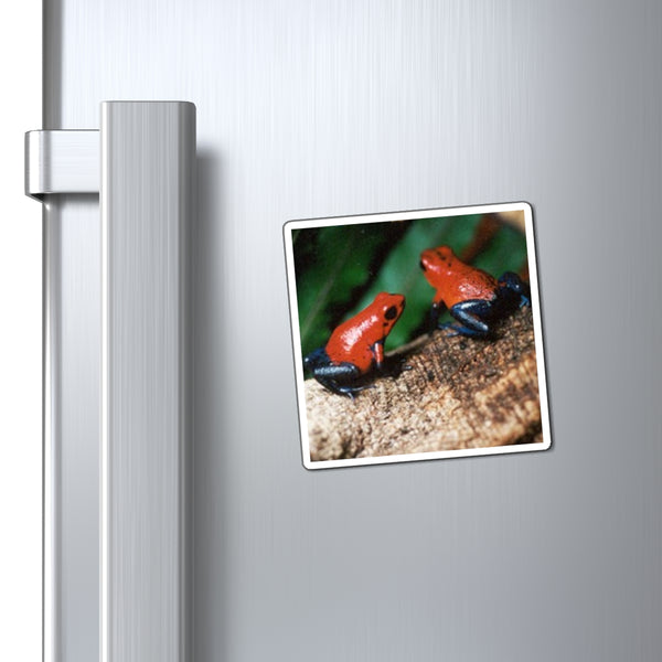 Blue Jeans Strawberry Poison Dart Frog Photo Magnet — Tropical Wildlife Refrigerator Decor