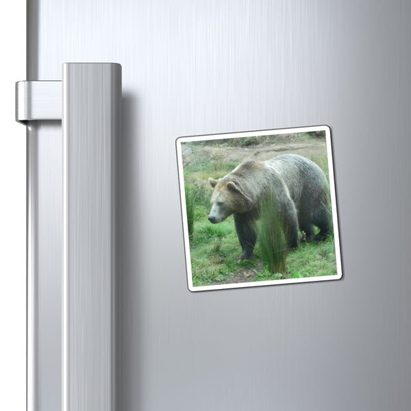 Grizzly Bear Photo Magnet — Realistic Wildlife Refrigerator Magnet