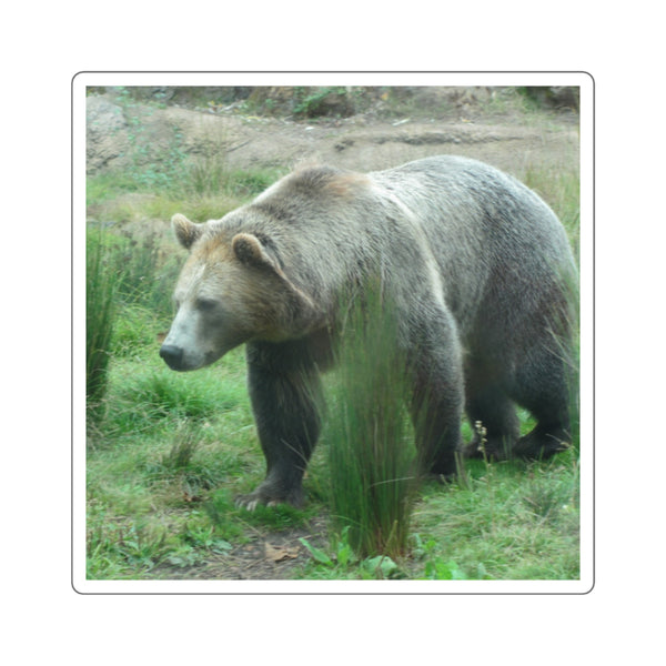 Grizzly Bear Photo Square Sticker — Realistic Grizzly Laptop Decal