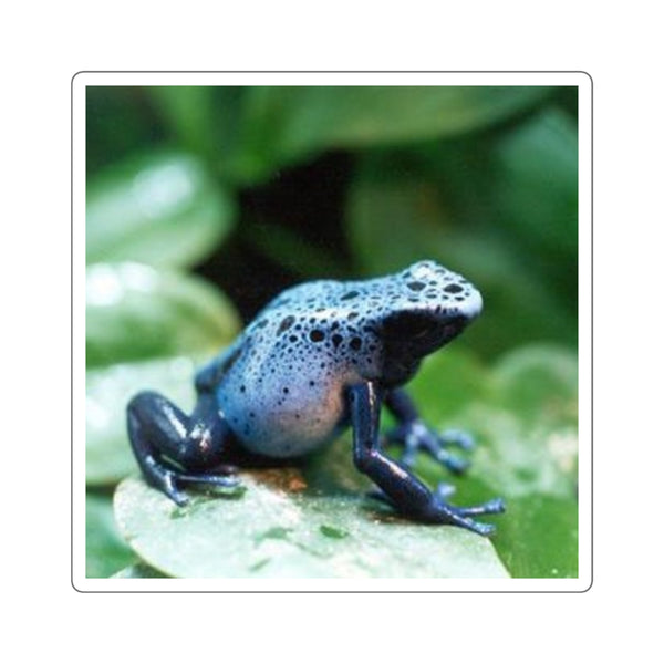 Blue Poison Dart Frog Square Sticker — Tropical Amphibian Laptop Decal