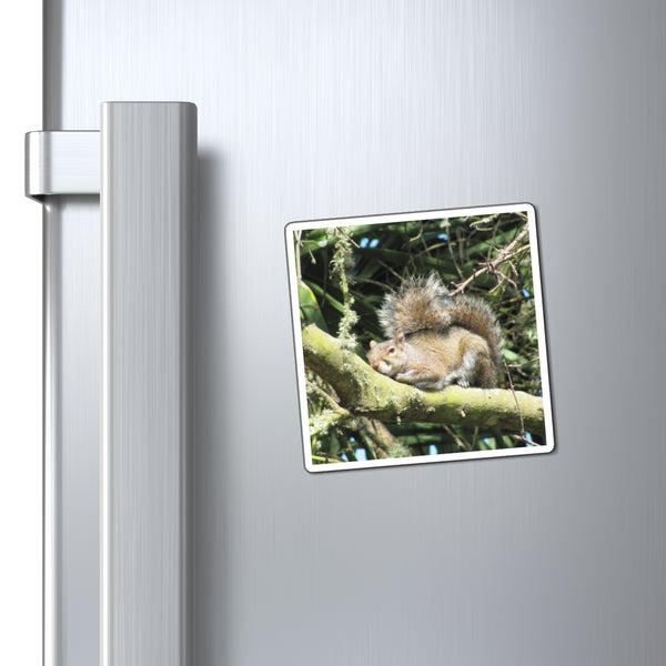Squirrel Photo Magnet — Cute Sleeping Squirrel Refrigerator Magnet