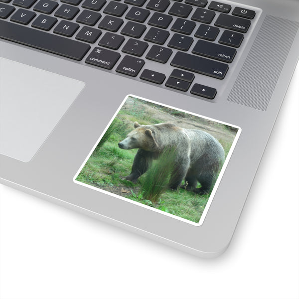 Grizzly Bear Photo Square Sticker — Realistic Grizzly Laptop Decal