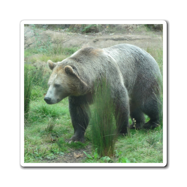 Grizzly Bear Photo Magnet — Realistic Wildlife Refrigerator Magnet