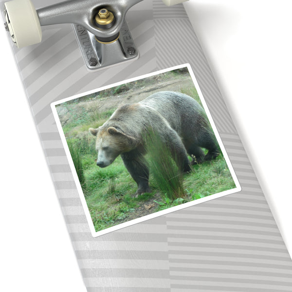 Grizzly Bear Photo Square Sticker — Realistic Grizzly Laptop Decal