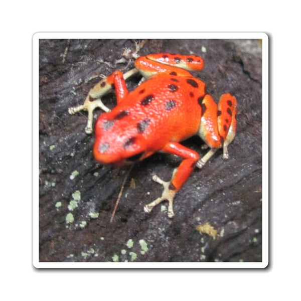 Red Strawberry Poison Dart Frog Photo Magnet — Vibrant Red Tropical Amphibian Refrigerator Decor