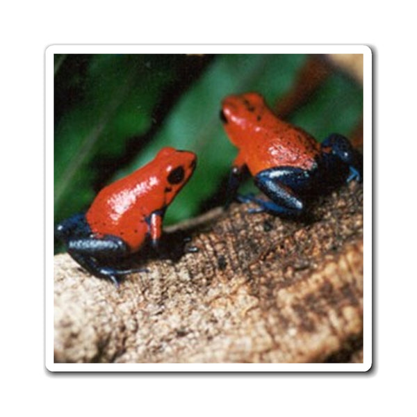 Blue Jeans Strawberry Poison Dart Frog Photo Magnet — Tropical Wildlife Refrigerator Decor