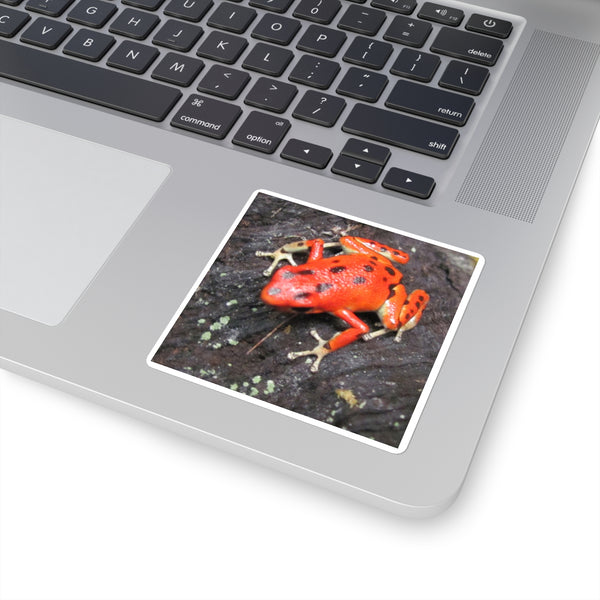 Red Strawberry Poison Dart Frog Square Sticker — Bright Red Amphibian Laptop Decal