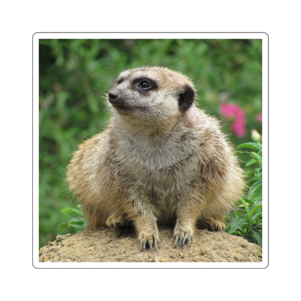 Meerkat Square Sticker — Cute Photo Animal Laptop Decal