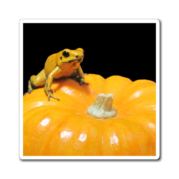 Golden Dart Frog on Pumpkin Magnet – Cute Yellow Dart Frog on Pumpkin Magnet