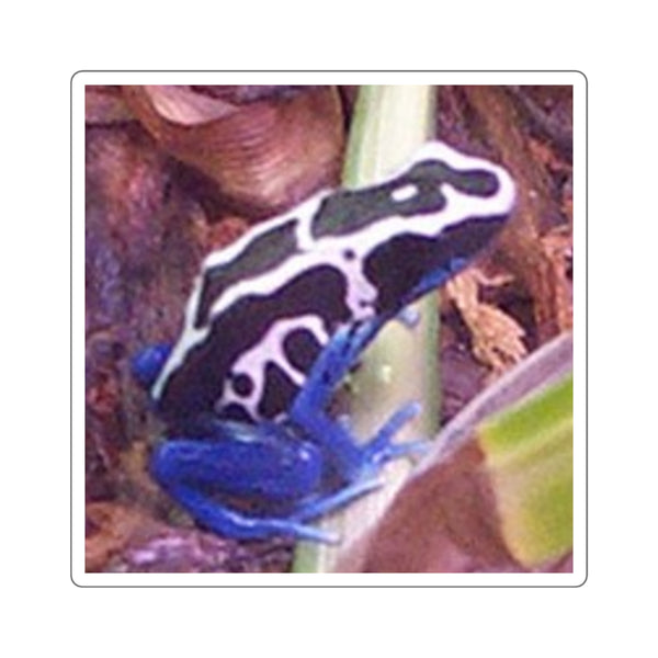 Oyapok Dyeing Poison Dart Frog Square Sticker — Tropical Amphibian Laptop Decal