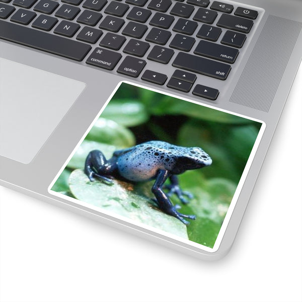 Blue Poison Dart Frog Square Sticker — Tropical Amphibian Laptop Decal